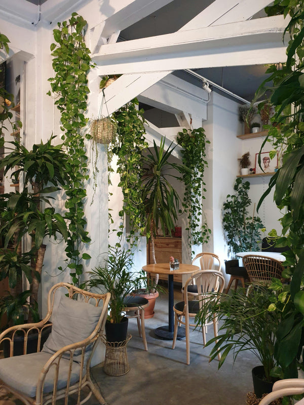 Urban Jungle