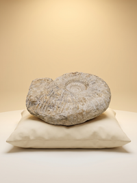 Ammonite Fossil | Natural Spiralled Stone Shell