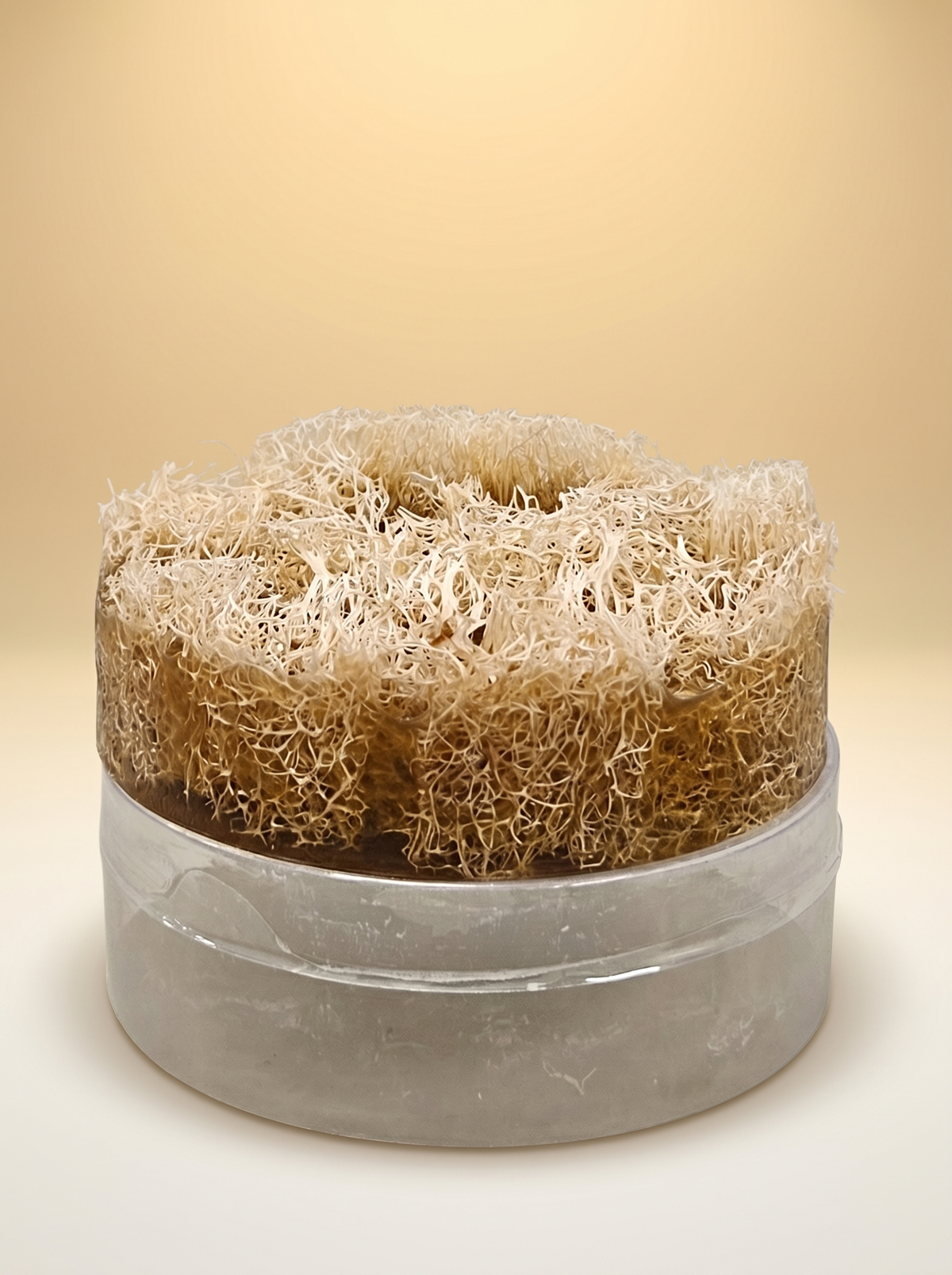 Luffa Soap Bar | Natural Exfoliating Soap with Loofah