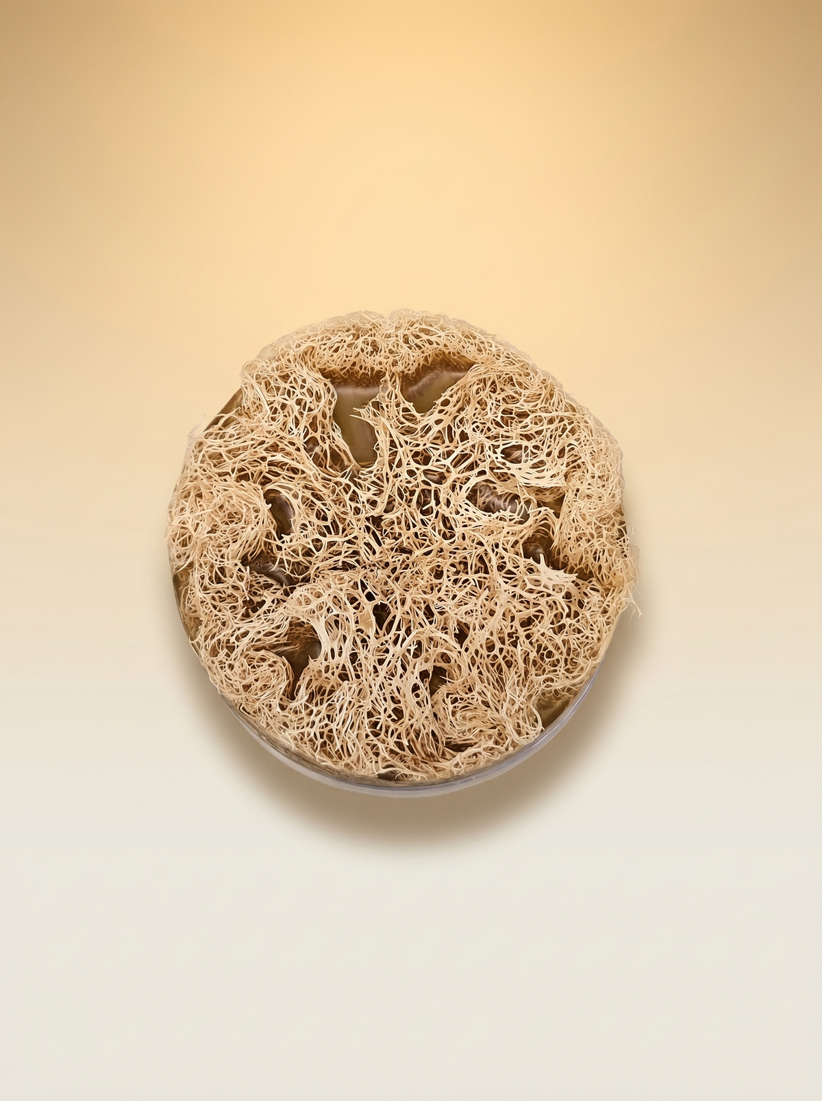 Luffa Soap Bar | Natural Exfoliating Soap with Loofah