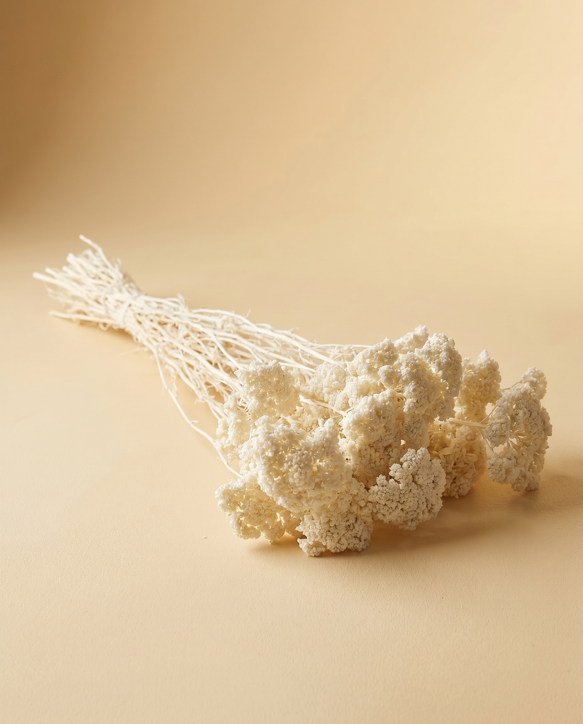 Dried Flower Bunch | Bleached Cream Stems