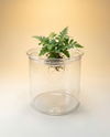 Propagation Vase | Clear Glass Rooting Vase, Single or Multi-Opening