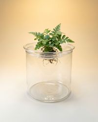 Propagation Vase | Clear Glass Rooting Vase, Single or Multi-Opening